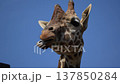 Close-up of a giraffe's face (60fps) 137850284