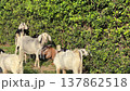 Several goats graze on grass near bushes while feeding among green plants in a natural environment 137862518