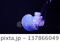 Blue luminous white-spotted jellyfish swimming in deep water 137866049