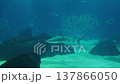 Sandbar shark in aquarium 137866050
