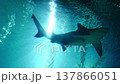 Low-angle view of a large shark swimming gracefully in clear blue water 137866051