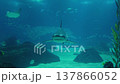 Sandbar shark swimming in a deep blue aquarium tank with kelp and small fish 137866052