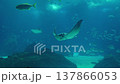 Graceful manta rays glide through the deep blue waters of a large-scale aquarium 137866053