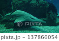 Giant guitarfish, or whitespotted wedgefish, gliding over a sandy seabed 137866054