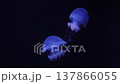 Blue luminous white-spotted jellyfish swimming in deep water 137866055
