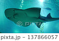 Underside of a Shark Ray swimming in blue aquarium water with sunlight rays 137866057
