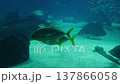Two Golden Trevally with distinct yellow fins and black stripes 137866058