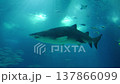 Sand tiger shark, also known as grey nurse shark, swimming in blue water 137866099