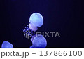 Blue luminous white-spotted jellyfish swimming in deep water 137866100