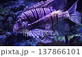 Lionfish with venomous spines and striking striped pattern 137866101