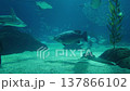 A giant grouper swims through deep blue water in a large aquarium 137866102