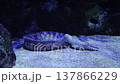 Starry moray eel resting on the sandy seabed of an aquarium 137866229