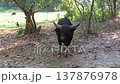 A black cow at Hlawga National Park in Myanmar 137876978