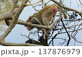A monkey drinks from a pool at Hlawga National Park in Myanmar 137876979
