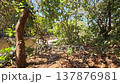 Walking through Hlawga National Park in Myanmar 137876981