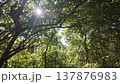 Sun rays through the trees in the forest at Hlawga in Myanmar 137876983