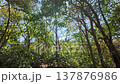 Trees sway gently in the breeze at Hlawga National Park in Myanmar 137876986
