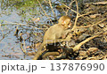 A baby macaque monkey at a national park in Myanmar 137876990