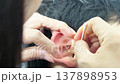 INCHEON, SOUTH KOREA - MARCH 17, 2026: Close-up of a Mother's Hand Carefully Cleaning Her Child's Ear with a Cotton Swab 137898953