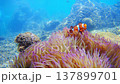 Anemones and Clownfish Underwater in Borneo, Malaysia 137899701