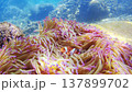 Anemones and Clownfish Underwater in Borneo, Malaysia 137899702