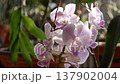 Pink phalaenopsis orchids bloom on a branch with delicate petals and soft tones displayed among 137902004