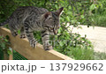 A cat walks along a fence outside. A country cat outside on a summer day. 137929662