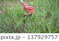 An electric trimmer mows the grass. A man mows the lawn with an electric scythe. 137929757