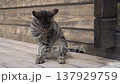 A village cat washes itself outdoors on a summer day. 137929759