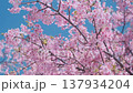 Pink cherry blossoms on clear blue sky. Small bird feeding on flower nectar. Spring sakura bloom on tree branches, vibrant floral in Japan. Natural beauty, fresh colors. Delicate blossoms in garden 137934204