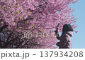 Unrecognizable Japanese woman photographing pink sakura blossoms on smartphone during spring bloom. Young female enjoying cherry blossom season in park, capturing nature. Hanami travel in Japan 137934208