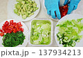 Chef make fresh vegetable salad close up top down view. Woman cook hands put ingredients slices in disposable container. Cooking, preparing in professional restaurant. Healthy food delivery. FullHD 137934213