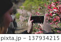 Woman making photo of pink sakura flowers blossom in Tokyo garden. Tourist girl enjoy Japanese holiday vacation. Beautiful nature, travel, places to visit. Closeup side view FullHD 137934215