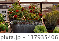Lush Rooftop Garden Overflowing With Fresh Produce And Red Tomatoes. 137935406