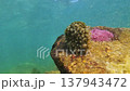 Cowrie shell with mantle moving underwater on coral reef 137943472
