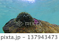 Cowrie shell with mantle moving underwater on coral reef 137943473