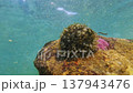 Cowrie shell with mantle moving underwater on coral reef 137943476