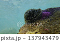 Cowrie shell with mantle moving underwater on coral reef 137943479