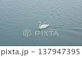 Graceful white swans glides serenely across calm blue water creating gentle ripples 137947395
