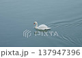 Graceful white swans glides serenely across calm blue water creating gentle ripples 137947396