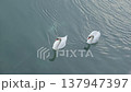 Graceful white swans glides serenely across calm blue water creating gentle ripples 137947397