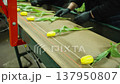 Harvest tulips. Workers place freshly picked yellow tulips on packing conveyor. Preparing flowers for sale. Cut tulips move along packing conveyor. Automatic fresh flower packing line. Flower business 137950807