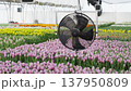 Fan with blades for fresh air in greenhouse for growing tulips. High-tech greenhouse for growing flowers indoors. Concept of small flower farming business. Growing flowers for sale at spring holidays. 137950809
