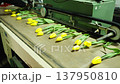Flower business. Automatic line for trimming plant roots. A conveyor for packing fresh flowers before the spring holidays. Cut yellow tulips move along the packing conveyor. Flower business in rural. 137950810