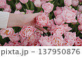 A woman's hand gently touches the bud of a blooming pink peony tulip against the backdrop of a tulip plantation. Concept of tenderness and feminine chastity. The hand touches the flower petals. 137950876