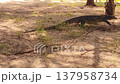 Monitor lizard on Mamutik Island Tunku Abdul Rahman National Park Malaysia Borneo 137958734