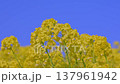 油菜田 137961942