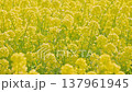 油菜田 137961945