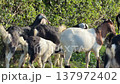 Goats graze on a grassy area while feeding among dense plants in a natural environment surrounded by 137972402
