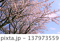 盛開的古老櫻花樹上，櫻花飄落（慢動作） 137973559